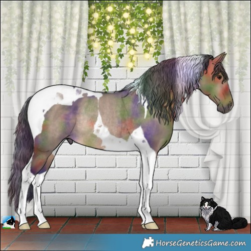 Horse Color:Nacre Brown Dun Tobiano Rabicano 