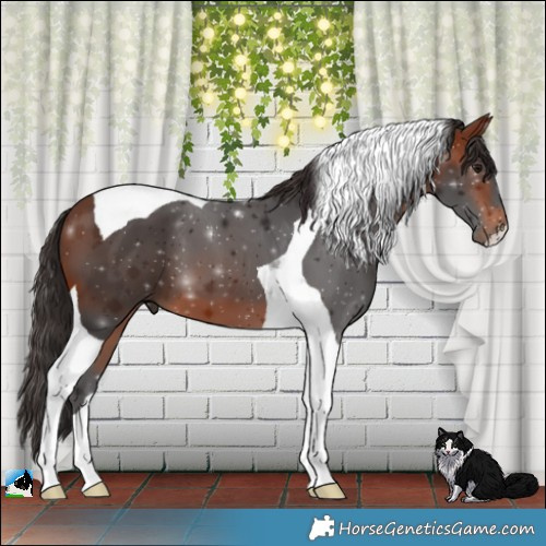 Horse Color:Bay Tobiano 