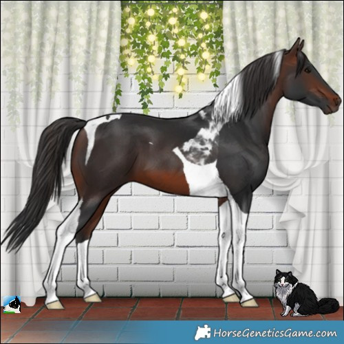 Horse Color:Brown Tobiano 