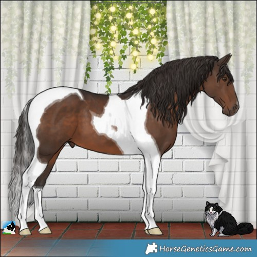 Horse Color:Liver Chestnut Tobiano 