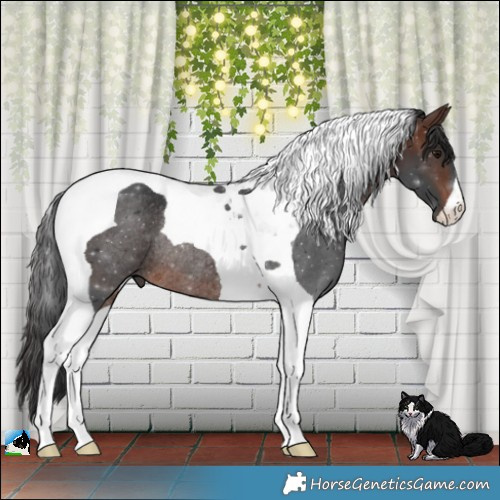 Horse Color:Brown Tobiano Rabicano 