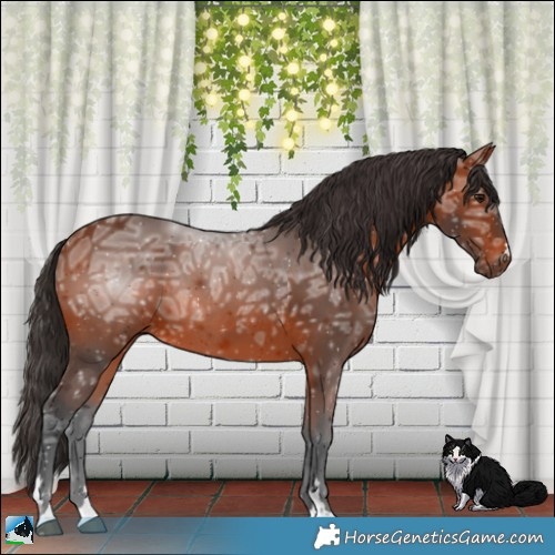 Horse Color:Bay Ice Rabicano 