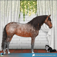 Horse Color:Bay Ice Rabicano 