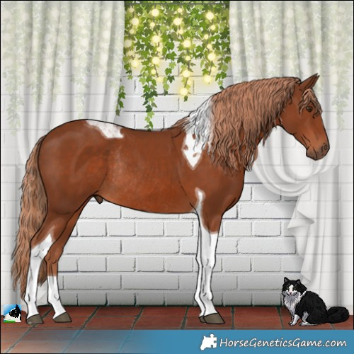 Horse Color:Chestnut Tobiano Rabicano 
