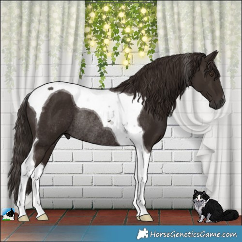 Horse Color:Liver Chestnut Tobiano Rabicano 