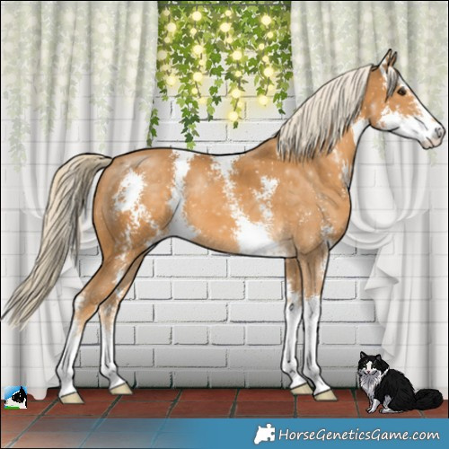 Horse Color:Palomino Sabino 