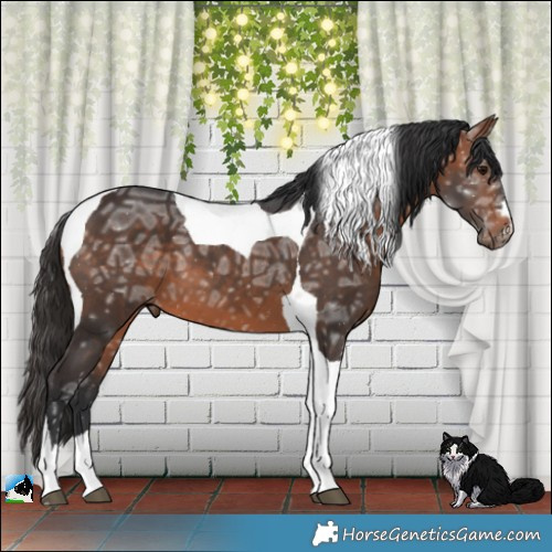 Horse Color:Bay Ice Tobiano 
