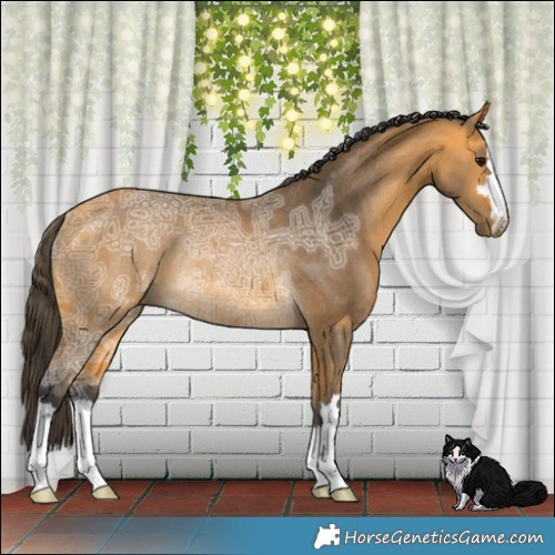 Horse Color:Buckskin Ice Rabicano