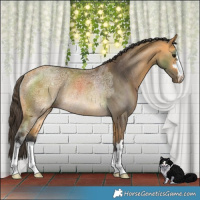 Horse Color:Buckskin Ice Rabicano 