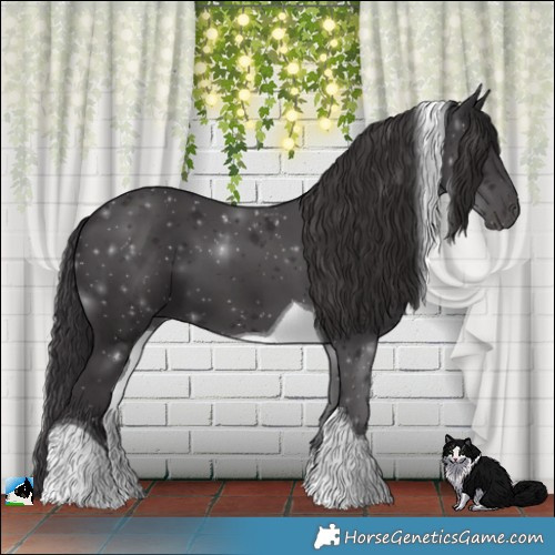 Horse Color:Smoky Black Tobiano 