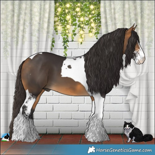 Horse Color:Buckskin Sabino Tobiano 