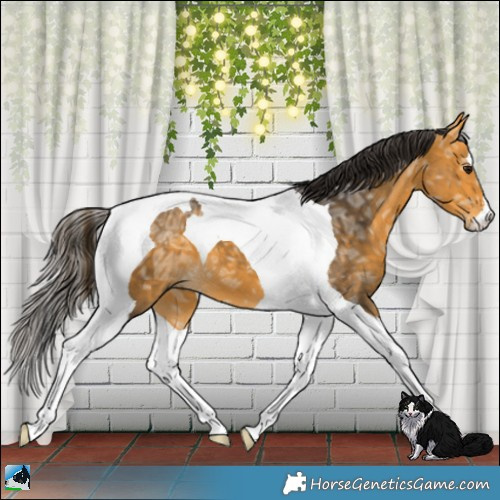 Horse Color:Buckskin Ice Tobiano