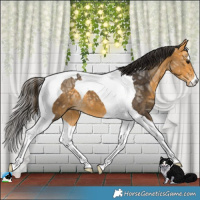 Horse Color:Buckskin Ice Tobiano 