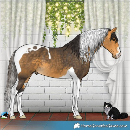 Horse Color:Buckskin Tobiano 
