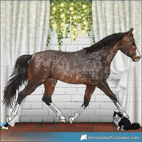 Horse Color:Brown Ice Rabicano