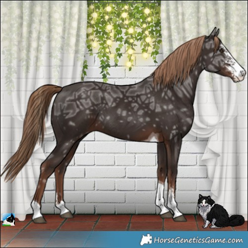 Horse Color:Liver Chestnut Ice Sabino Tobiano Rabicano 