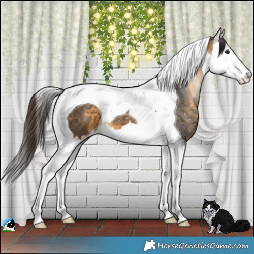 Horse Color:Buckskin Splash Tobiano 