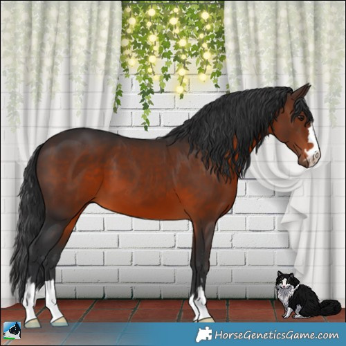 Horse Color:Brown 