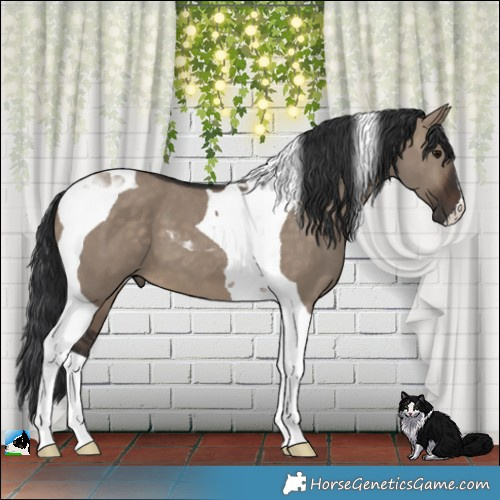Horse Color:Brown Dun Tobiano 
