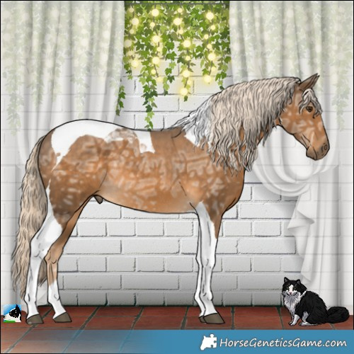 Horse Color:Chocolate Palomino Ice Tobiano Rabicano 