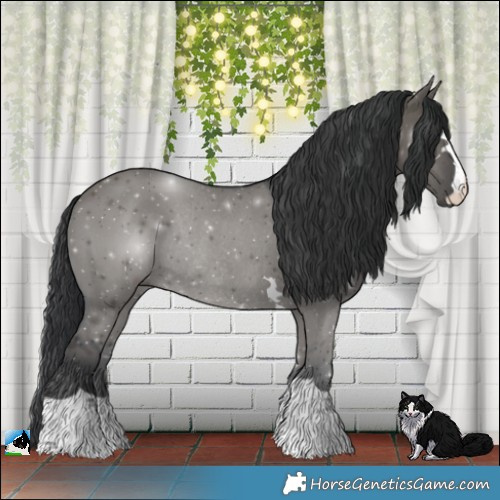 Horse Color:Grullo Rabicano 