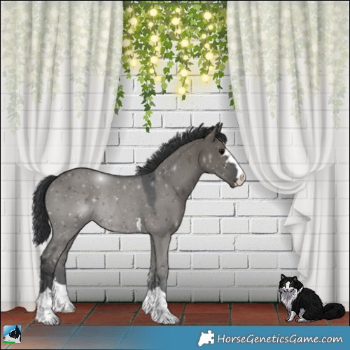 Horse Color:Grullo Rabicano 