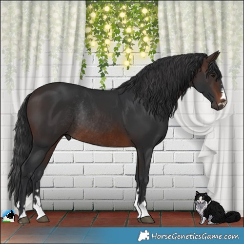 Horse Color:Brown Rabicano 