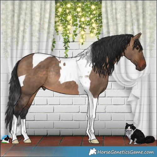 Horse Color:Brown Dun Tobiano Rabicano 