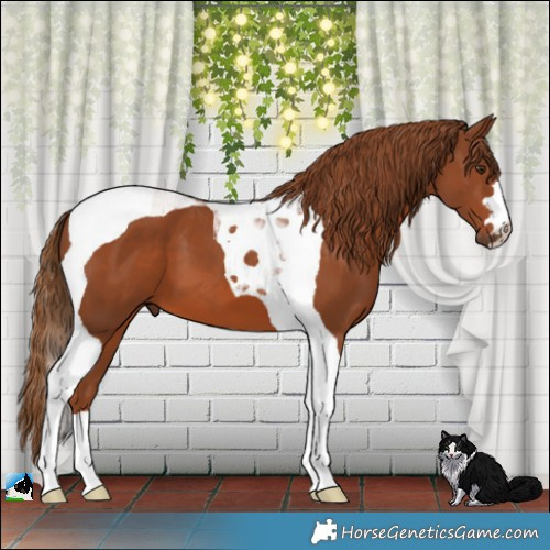 Horse Color:Chestnut Tobiano 