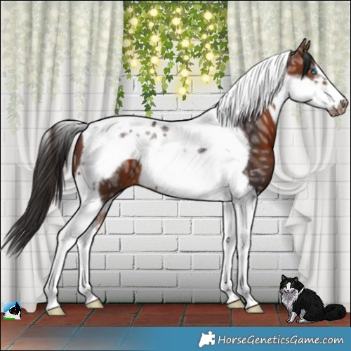 Horse Color:Bay Ice Tobiano Frame 