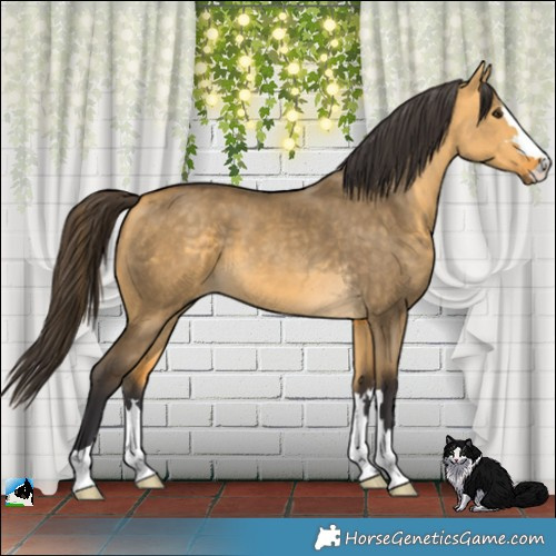 Horse Color:Buckskin Dun 