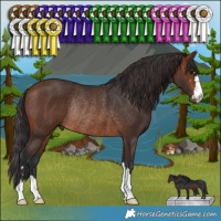 Horse Color:Brown Rabicano 