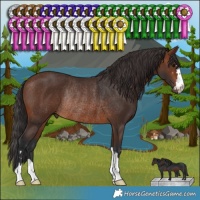 Horse Color:Brown Rabicano 