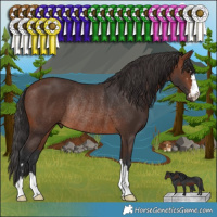 Horse Color:Brown Rabicano