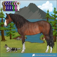 Horse Color:Brown Rabicano 