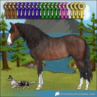 Horse Color:Brown Rabicano 