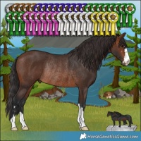 Horse Color:Brown Rabicano 