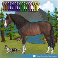 Horse Color:Brown Rabicano 