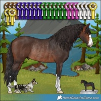 Horse Color:Brown Rabicano