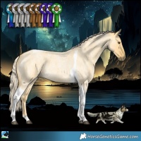 Horse Color:Palomino Roan Dun Tobiano 