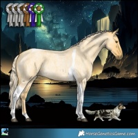 Horse Color:Palomino Roan Dun Tobiano