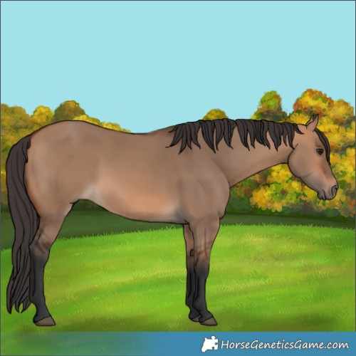 Horse Color:Bay Dun Rabicano 