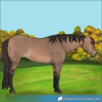Horse Color:Bay Dun Rabicano 