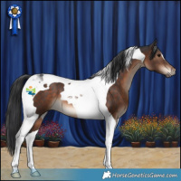 Horse Color:Brown Tobiano 