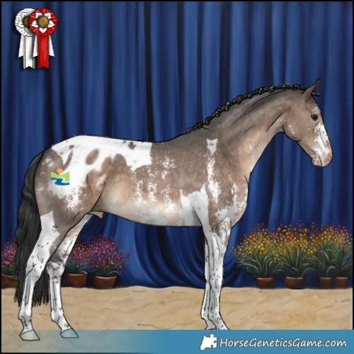 Horse Color:Brown Dun Sabino Tobiano Appaloosa 