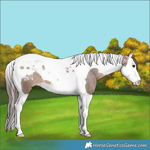 Horse Color:Brown Dun Splash Tobiano Varnish 
