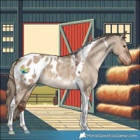 Horse Color:Liver Red Dun Tobiano Appaloosa 