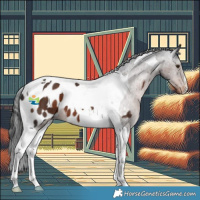 Horse Color:Liver Chestnut Tobiano Near Leopard 