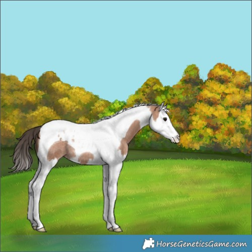 Horse Color:Bay Roan Splash Tobiano Varnish 