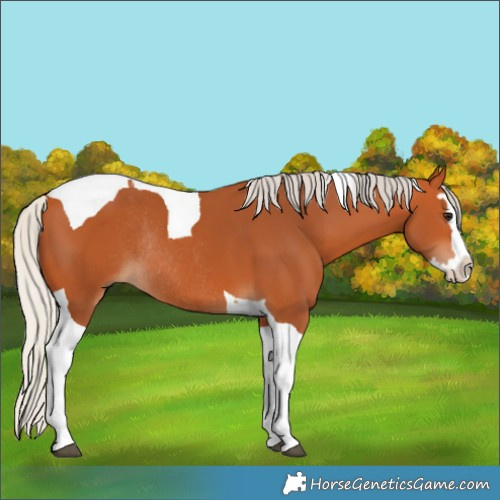 Horse Color:Silver Bay Splash Tobiano Rabicano 